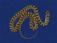 藏品(紅斑蛇)的圖片